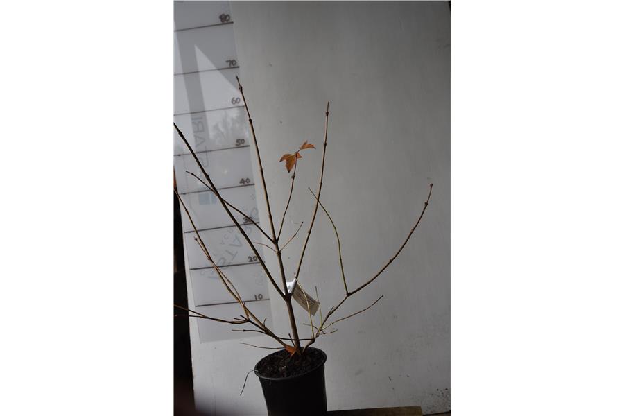 Guelder Rose