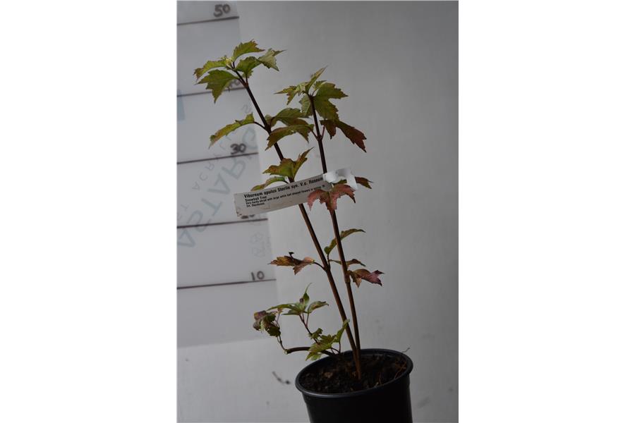 Snowball Tree