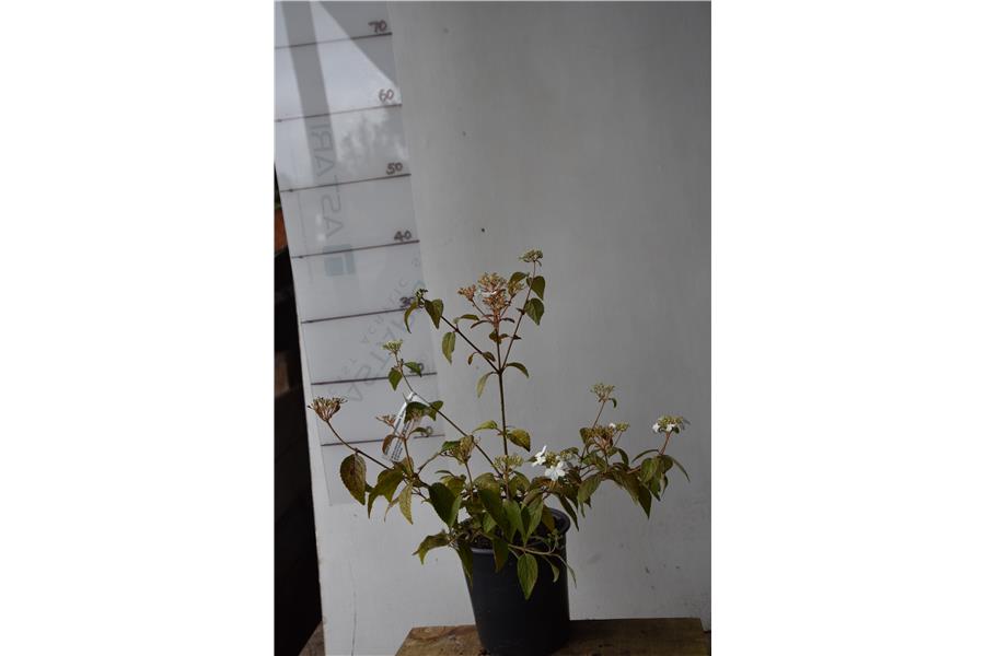 Viburnum plicatum tomentosum Summer Snowflake