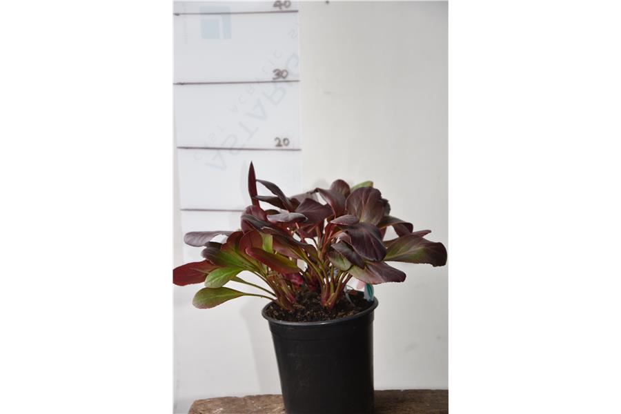 Bergenia Wanaka Snow