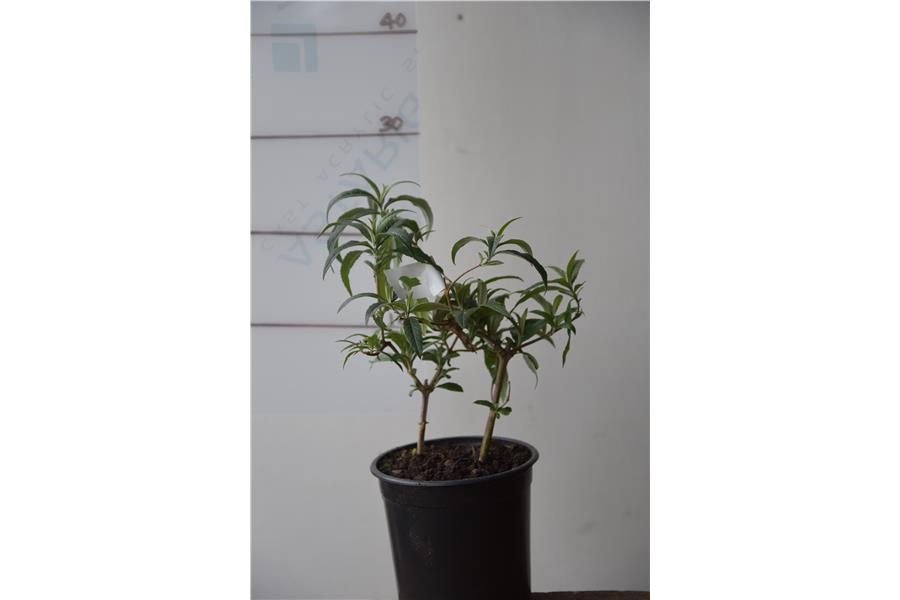 Butterfly Bush