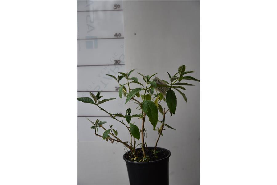 Buddleja x weyeriana Sungold