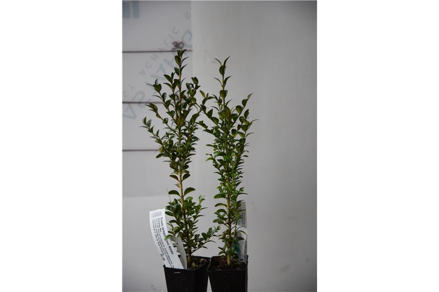 Hedging Box