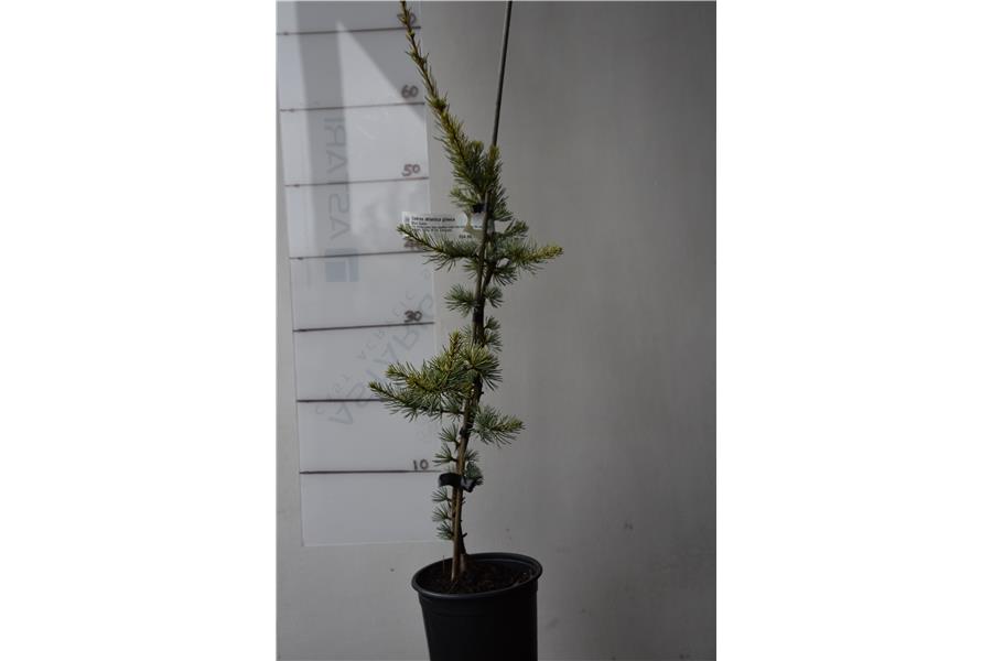 Blue Cedar