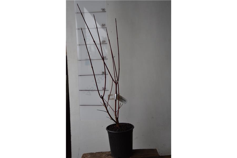 Red Stemmed Dogwood