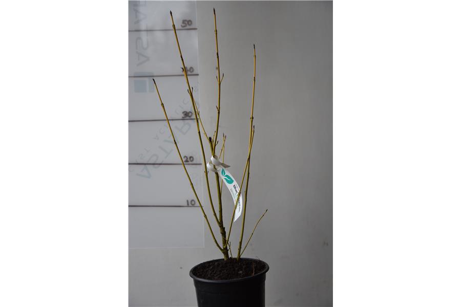 Yellow Stemmed Dogwood