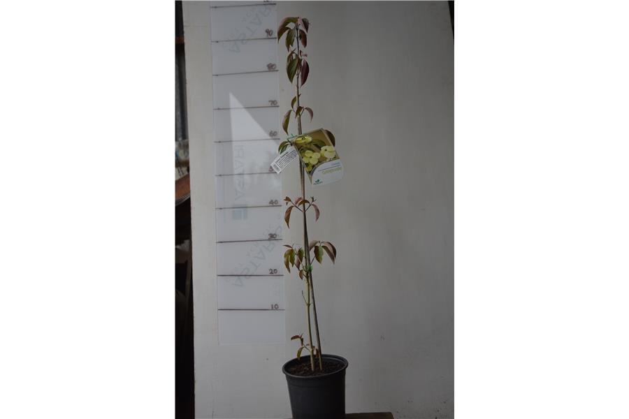 C. capitata x C. kousa chinensis