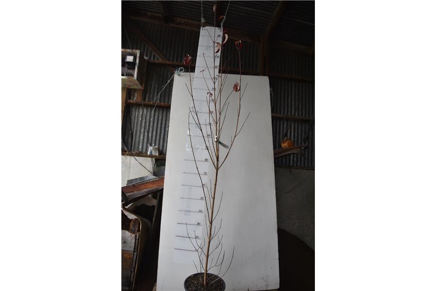 Chinese Rima Dogwood