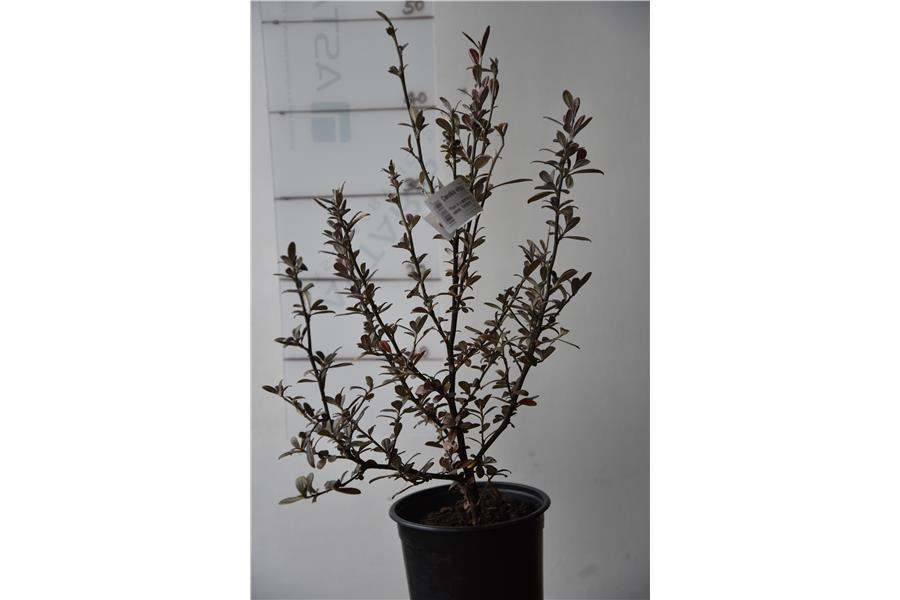 Corokia virgata Frosted Chocolate