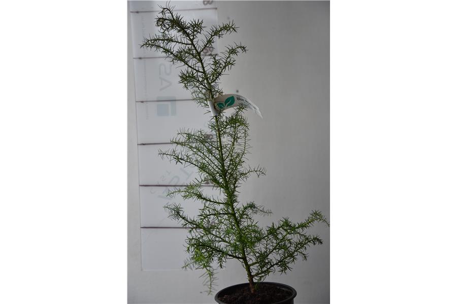 Japanese Cedar