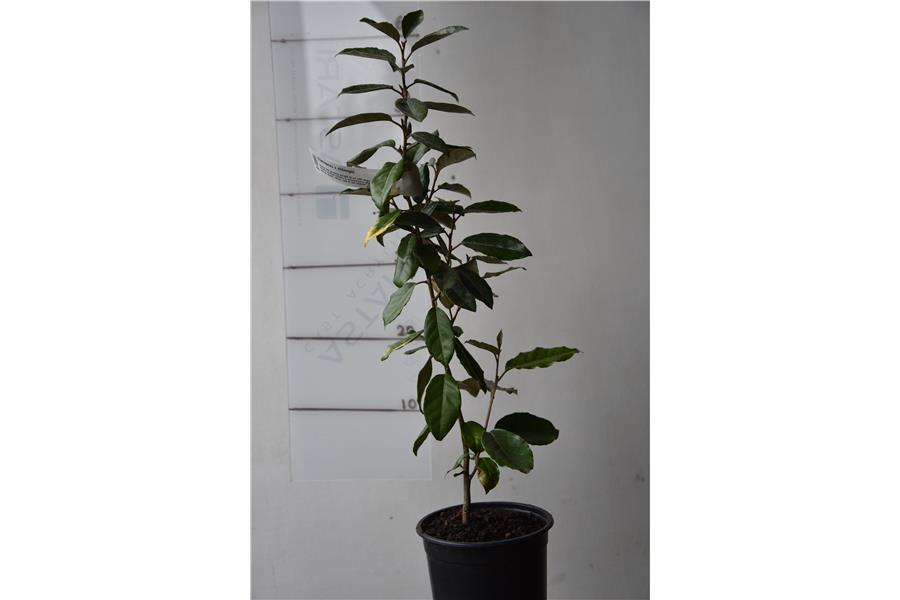 Elaeagnus x ebbingei