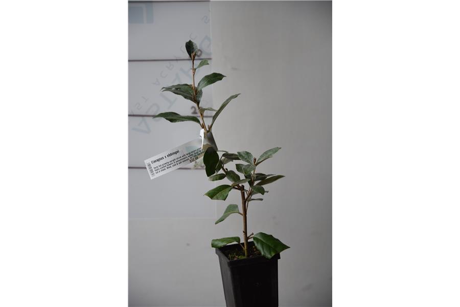 Elaeagnus x ebbingei