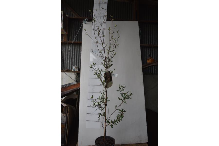 Leatherwood