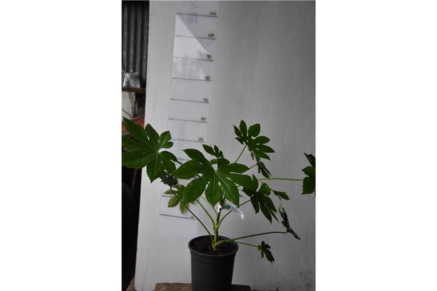 ARALIA/PAPER PLANT