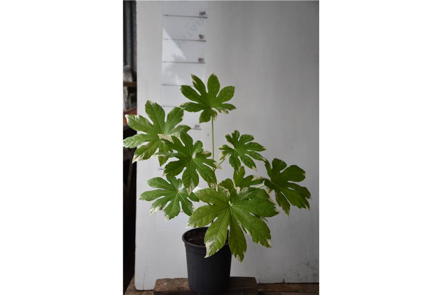 Fatsia japonica Variegata