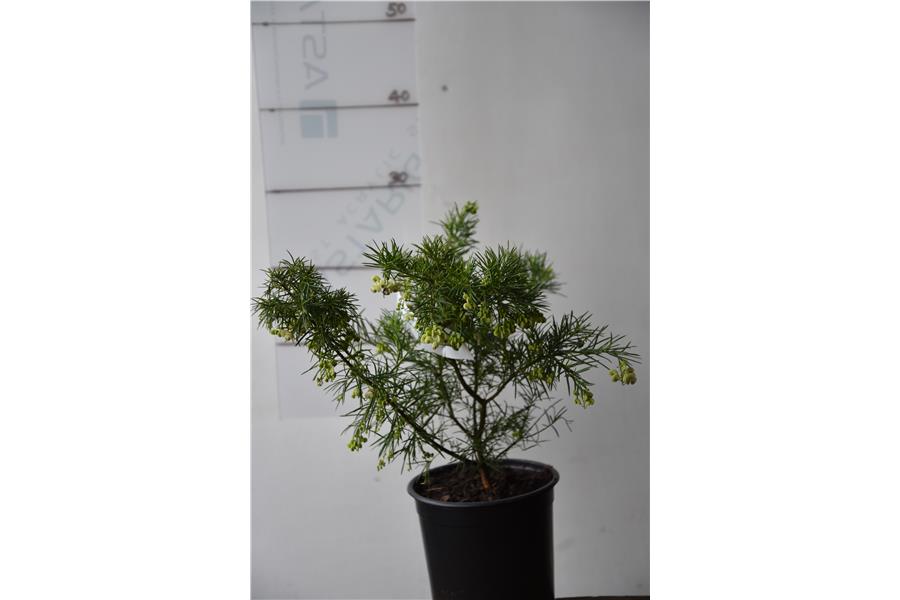 Grevillea Canterbury Gold