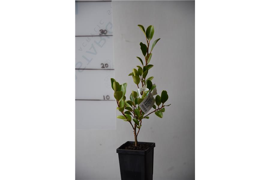 Native Broadleaf