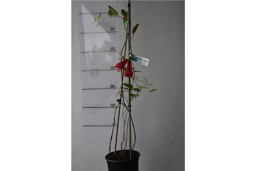 Chilean Bell Flower