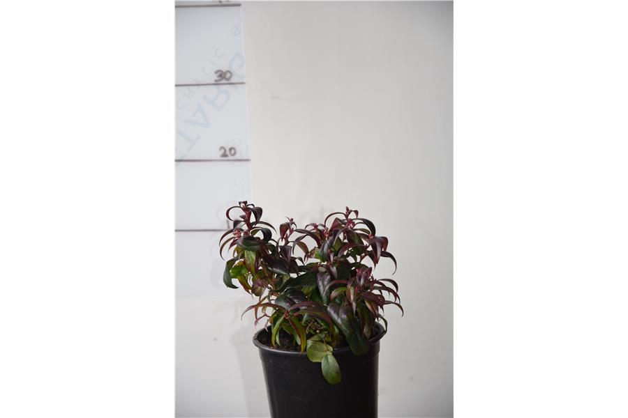 Leucothoe fontanesiana Crimson Globe