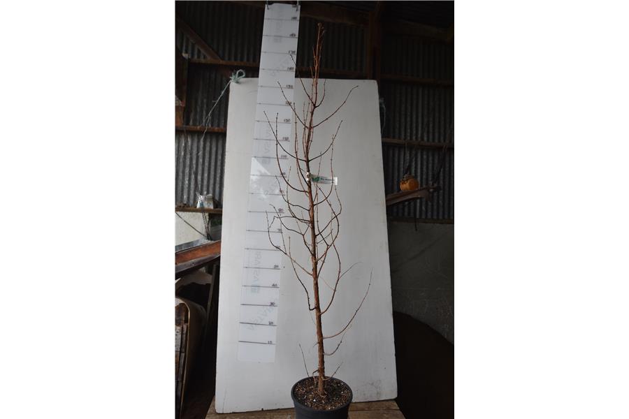 Dawn Redwood