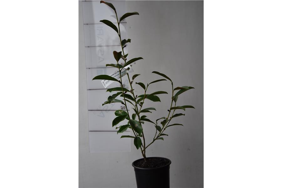 Michelia yunnanense (syn. Magnolia yunnanense)