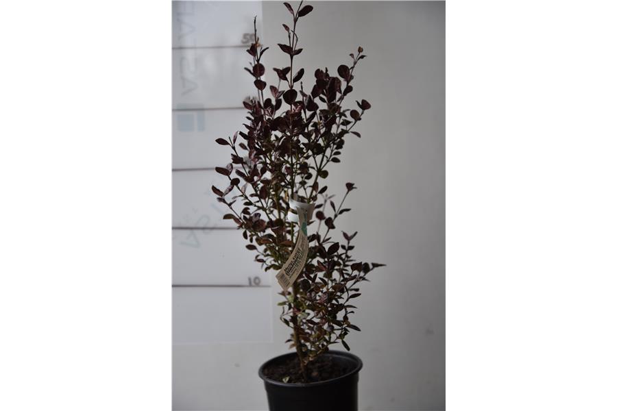 (Lophomyrtus)
