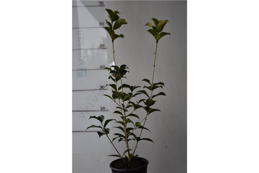 Osmanthus x fortunei
