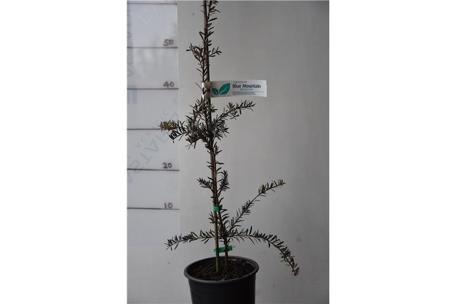 Totara
