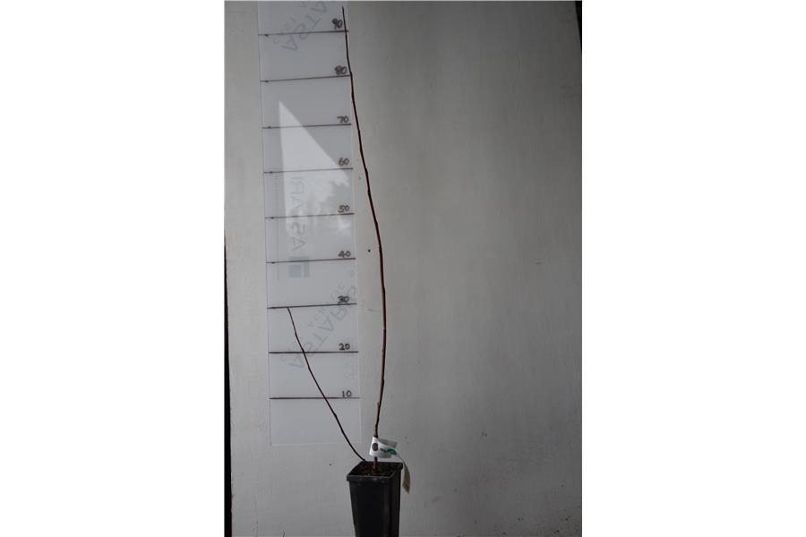 Populus yunnanensis