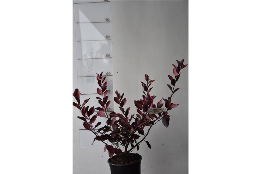 Pepper Tree