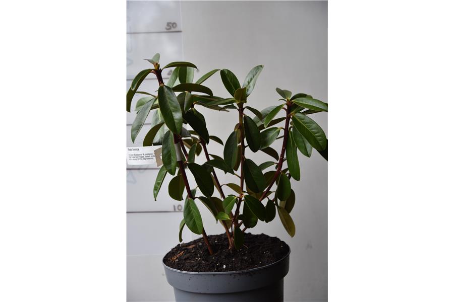 Rhodo Bernice