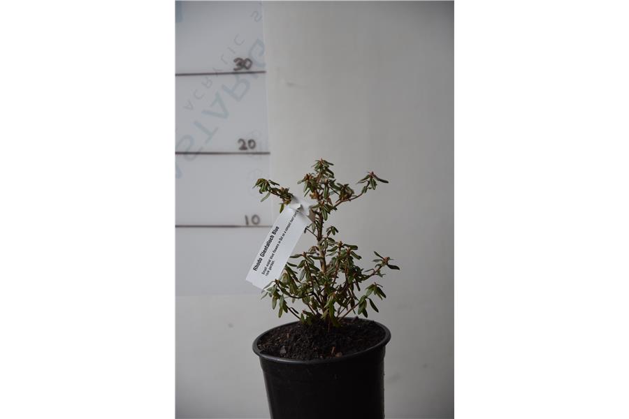 Rhodo Glenfalloch Blue