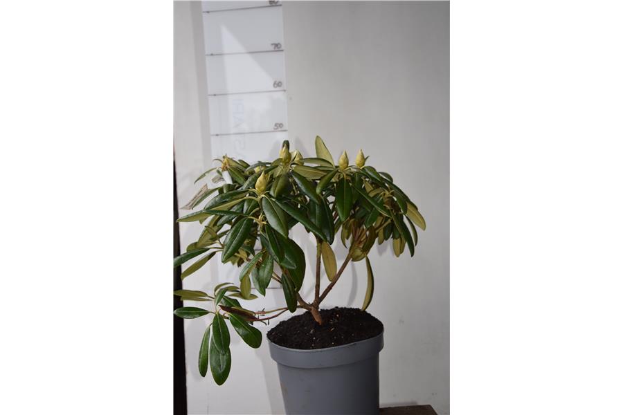 Rhodo Gordon Jones