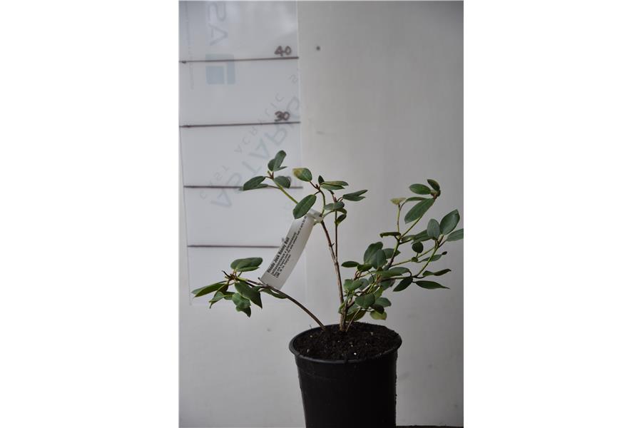 (williamsonianum x griersonianum)