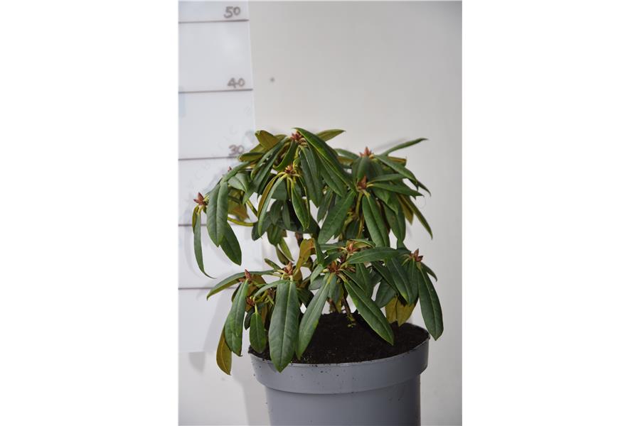 Fantastica x strigillosum