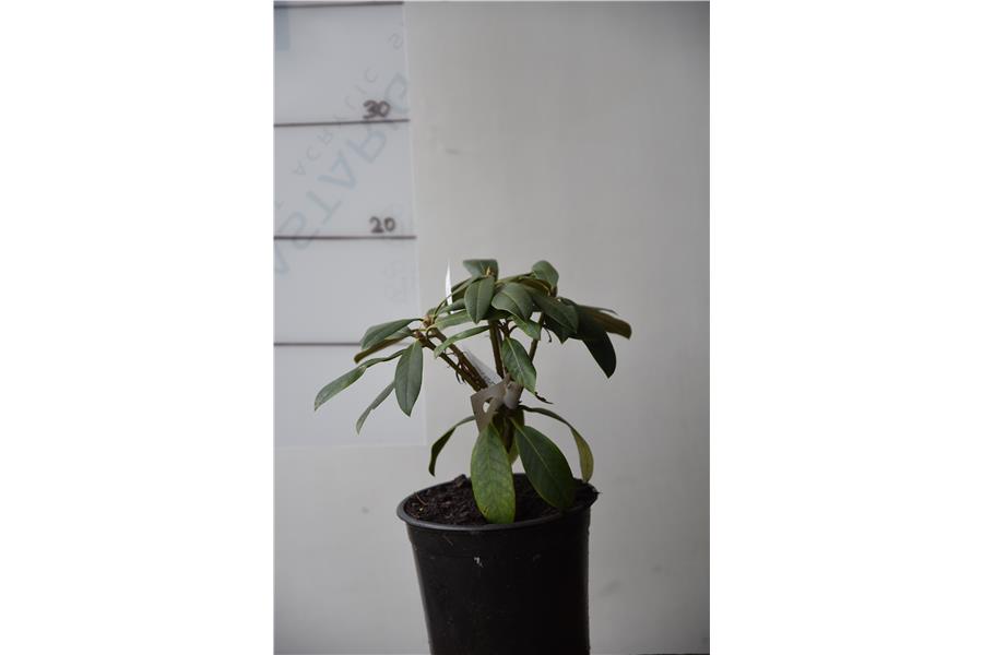 Rhodo Most Admired