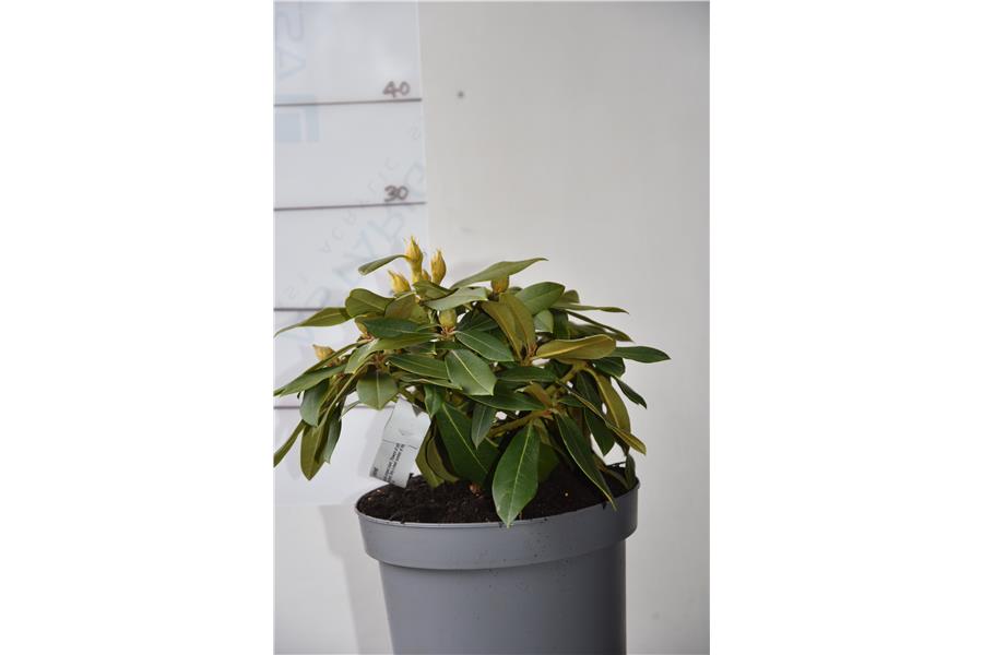 Rhodo Most Admired
