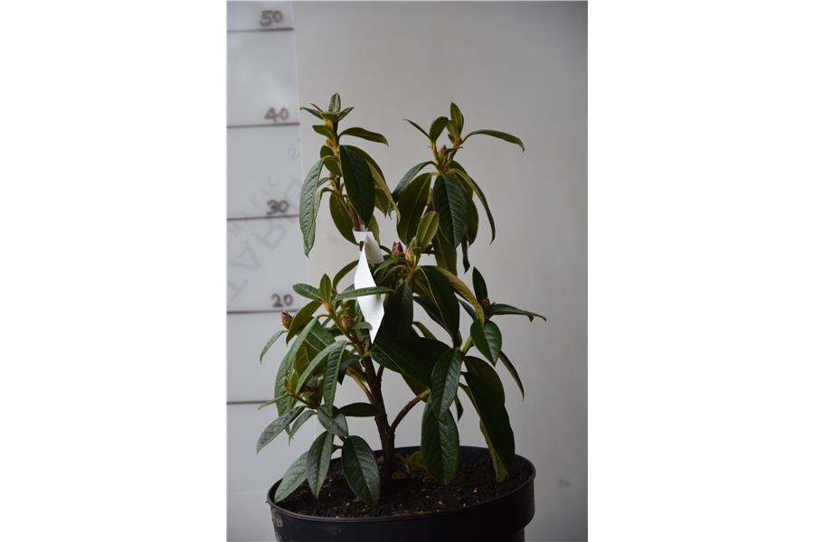 (edgeworthii x ciliatum)