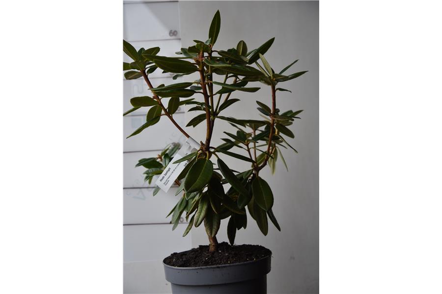 Rhodo Spotlight
