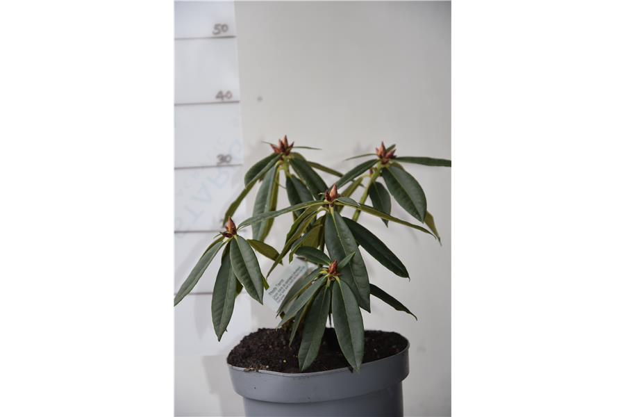 (Jean marie de montague x strigillosum)