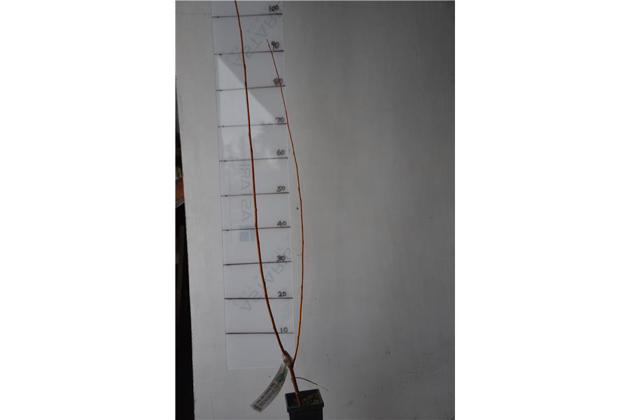 Salix alba vitillana Red
