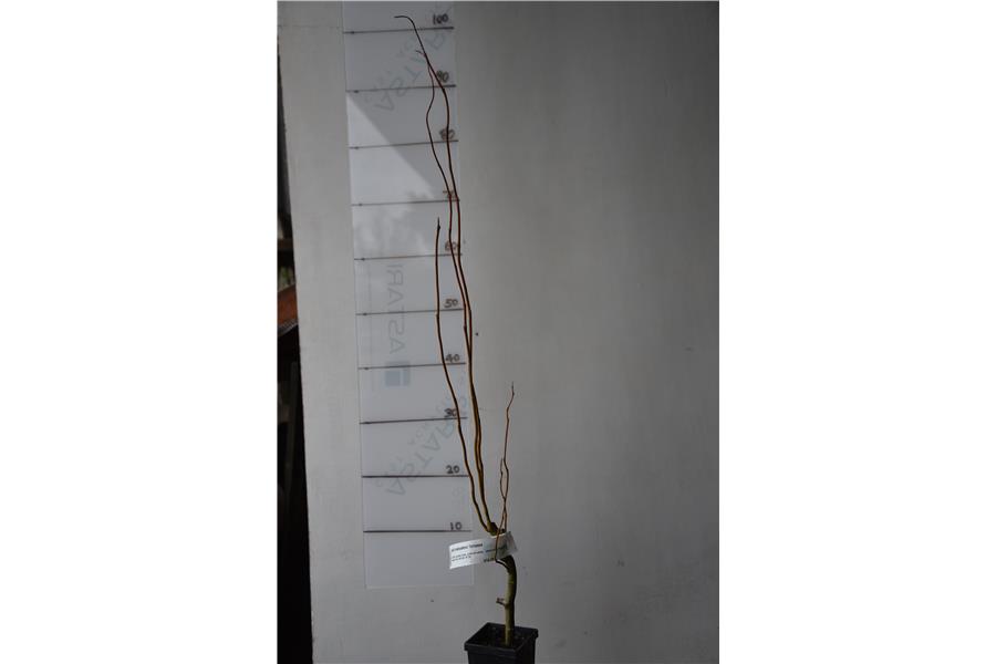 Salix matsudena Tortuosa