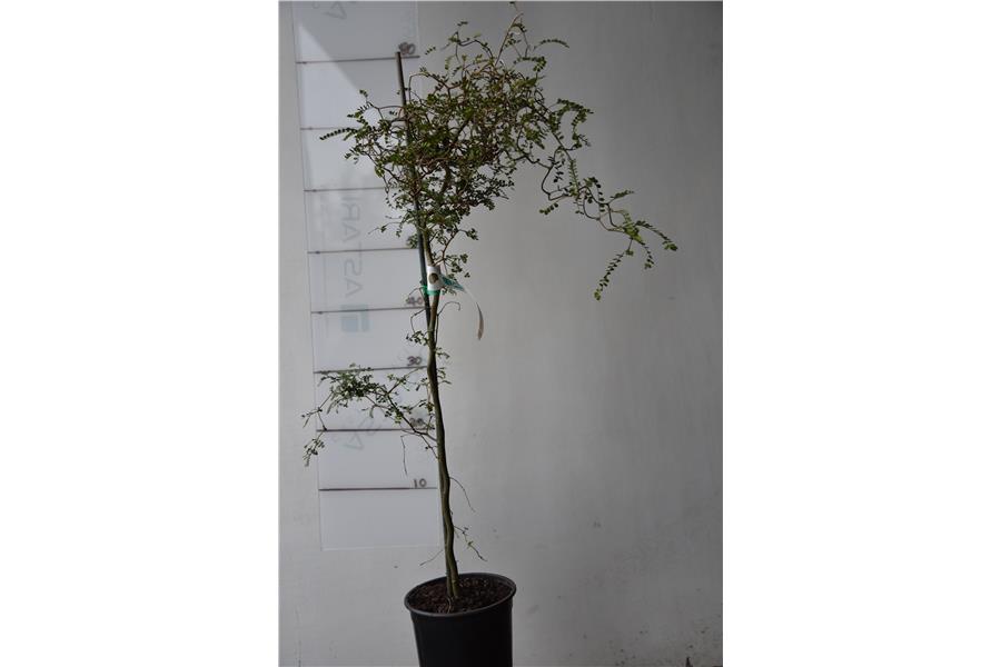 Sophora c. var tortuosa