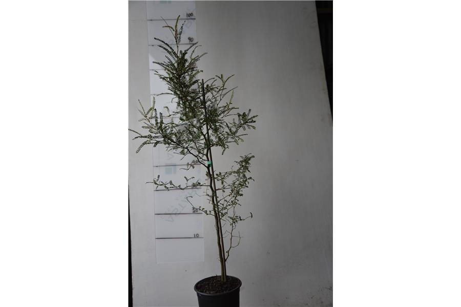 Sophora chathamica Tapanui Saw Mill Garden