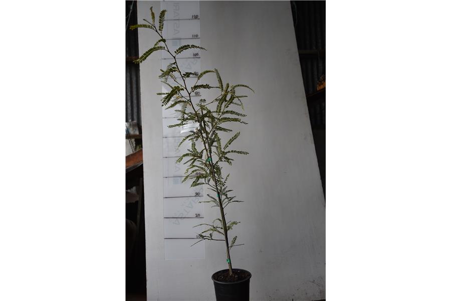 Silver Kowhai