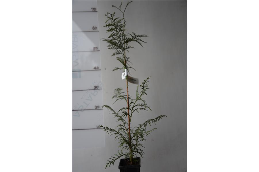 Western Red Cedar