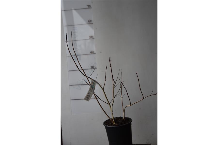 Snowball Tree
