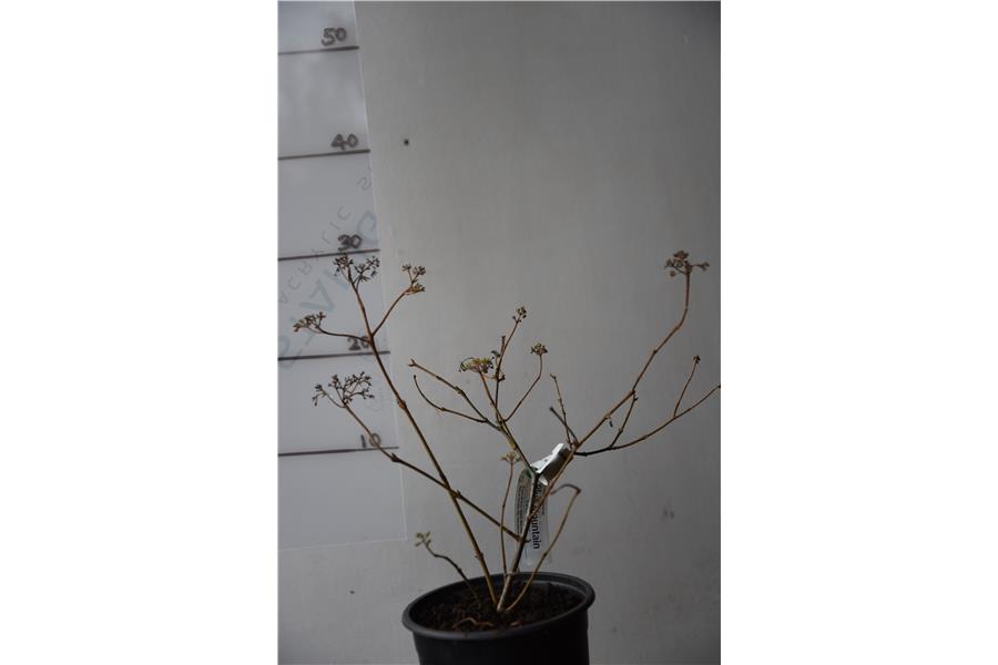 Viburnum plicatum tomentosum Summer Snowflake
