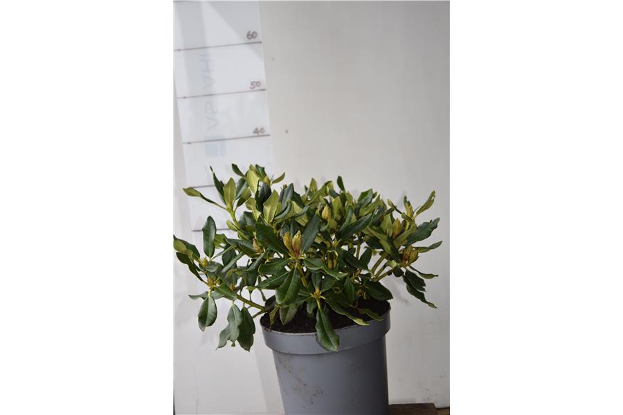 Rhodo Buna