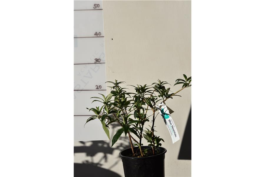 Butterfly Bush